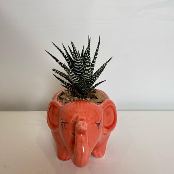 Coral Elephant Haworthia