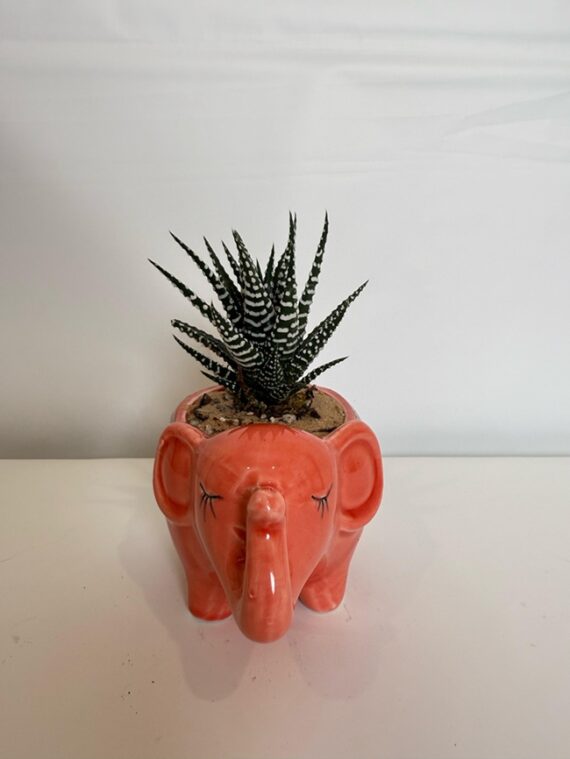 Coral Elephant Haworthia