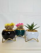 Blue Marble Aloe Bowl - Image 2