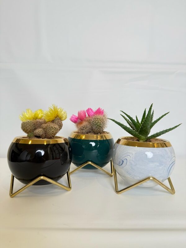 Blue Marble Aloe Bowl - Image 2