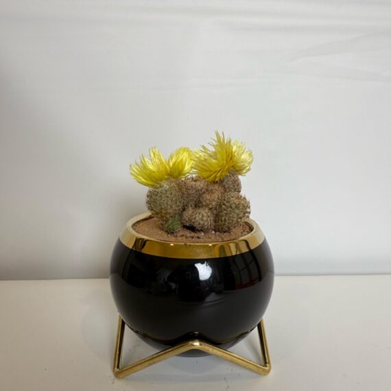 Golden Bloom Cactus Bowl