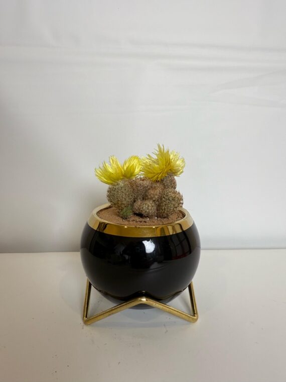 Golden Bloom Cactus Bowl
