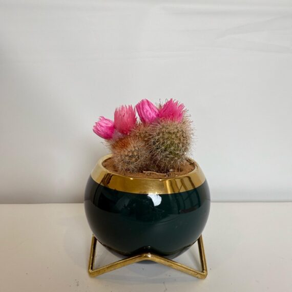 Pink Bloom Cactus Bowl