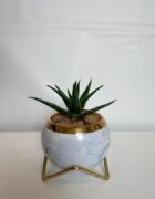 Blue Marble Aloe Bowl