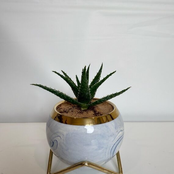Blue Marble Aloe Bowl