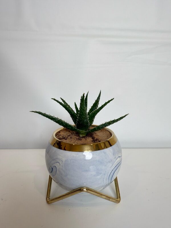 Blue Marble Aloe Bowl