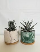 Marble Zebra Haworthia - Image 2