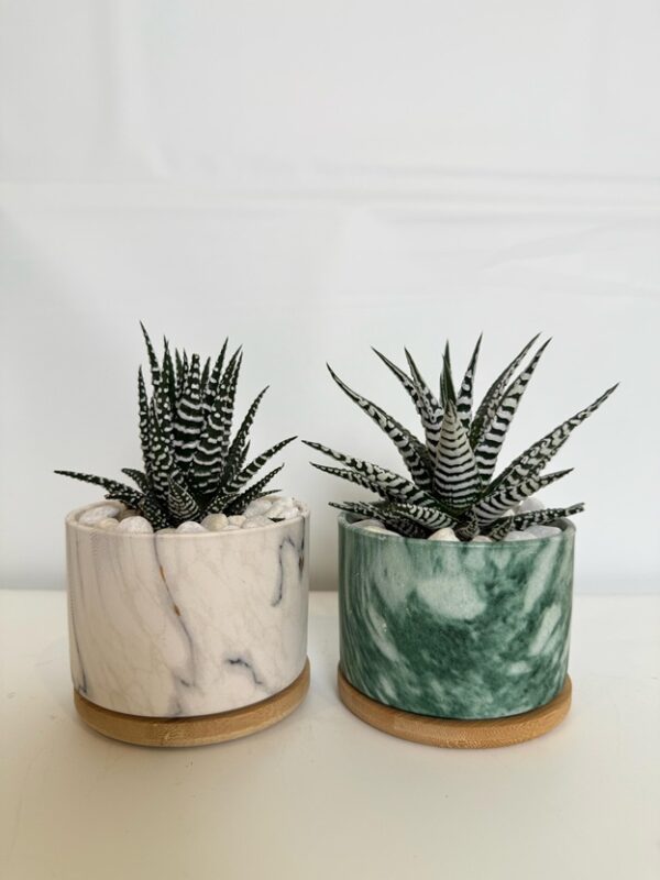Marble Zebra Haworthia - Image 2