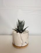 Marble Zebra Haworthia