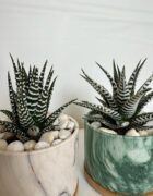 Marble Zebra Haworthia - Image 3