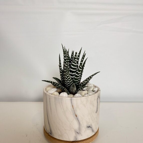 Marble Zebra Haworthia
