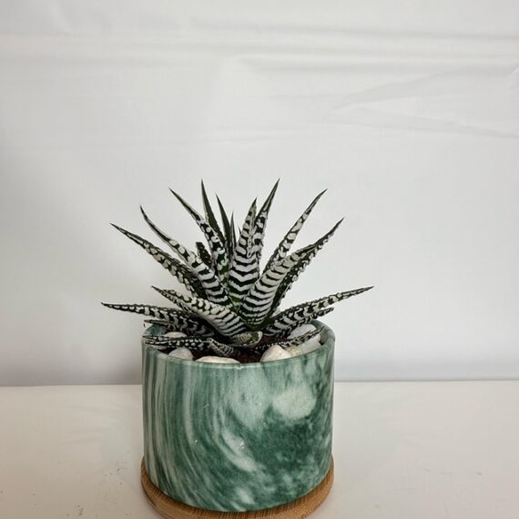 Emerald Zebra Haworthia