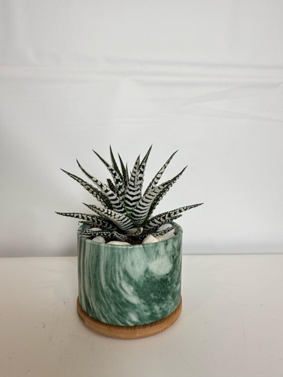 Emerald Zebra Haworthia