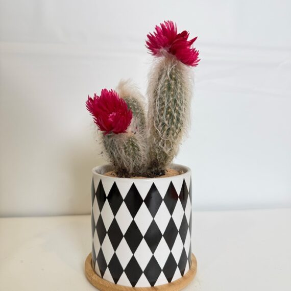 Harlequin Cactus Bloom