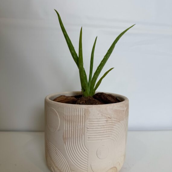 Minimalist Aloe Relief