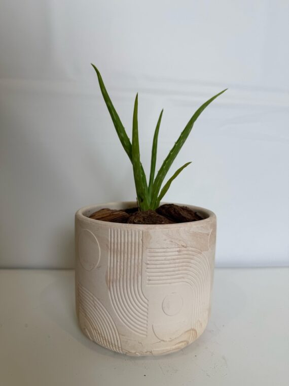 Minimalist Aloe Relief