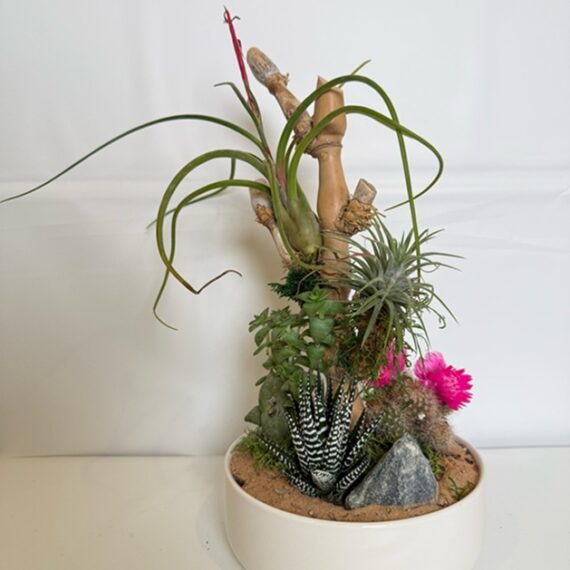Desert Harmony Arrangement