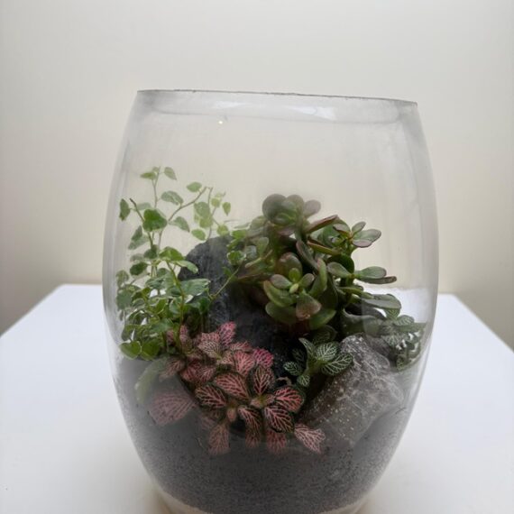 Mossy Meadow Terrarium