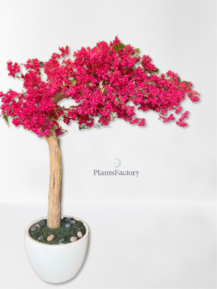 Bougainvillea Tree  AR50003