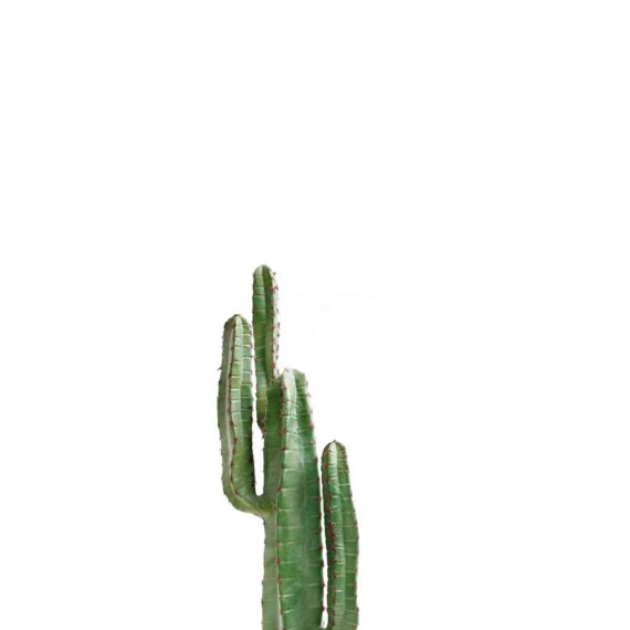 Cactus cereus with red needles 78cm