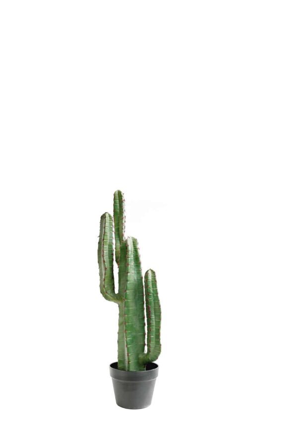 Cactus cereus with red needles 78cm