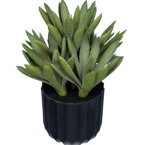 Aloe black Gem Green