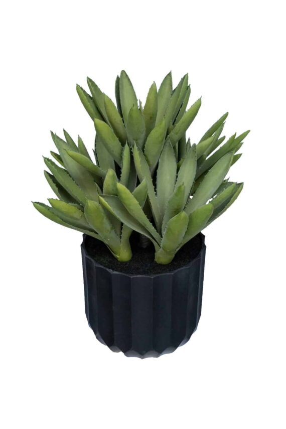 Aloe black Gem Green
