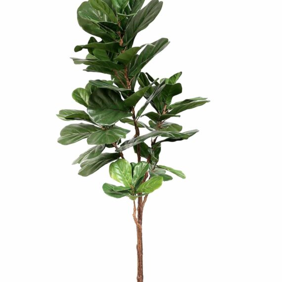 Ficus Lyrata 180cm