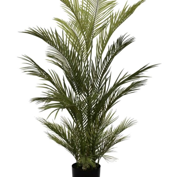 Chryslidocarpus Palm 150cm