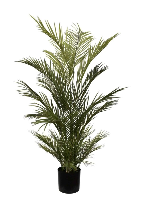 Chryslidocarpus Palm 150cm