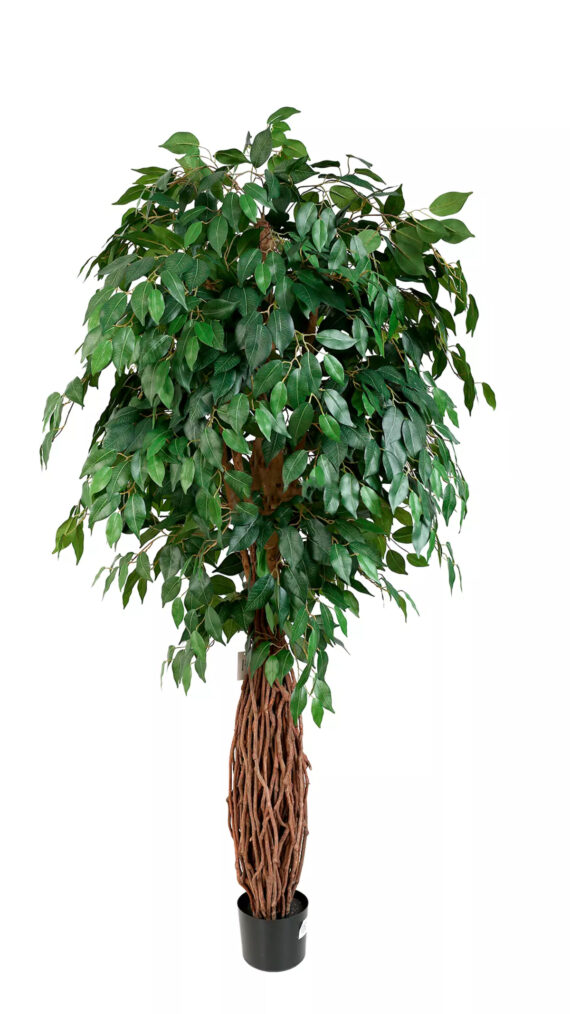 Ficus Benjamina Liana 180 cm - FB100001