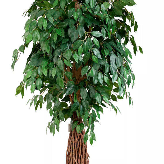 Ficus Benjamina Liana 180 cm - FB100001
