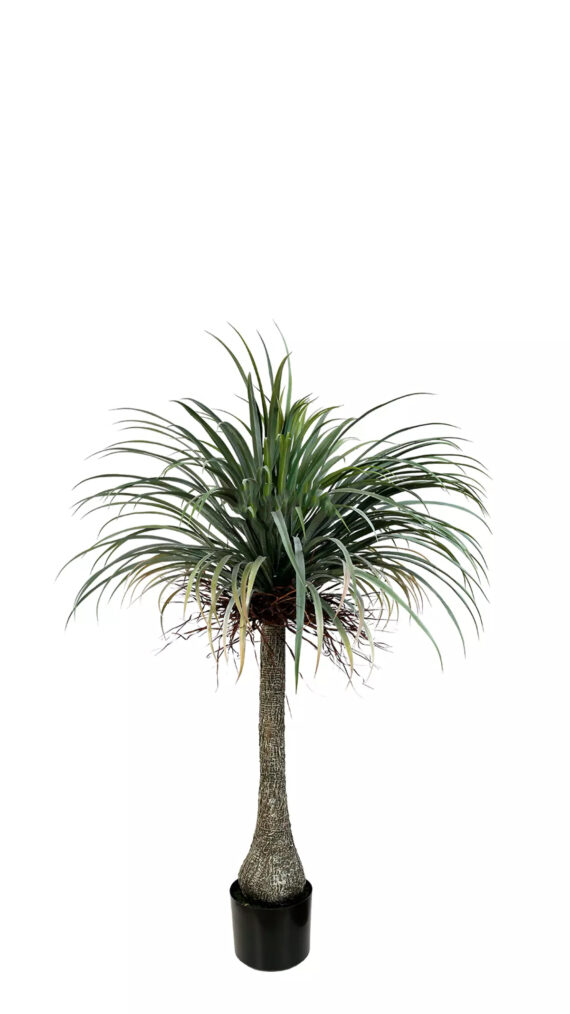 Nolina Palm - AR50008