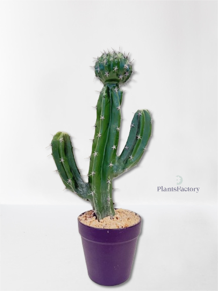 Artificial Cactus Cereus Validus - AR50011