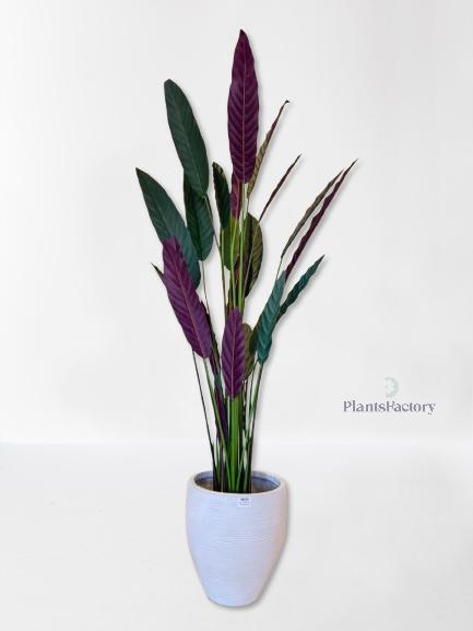 Calathea Rufibarba Dark Green 160cm