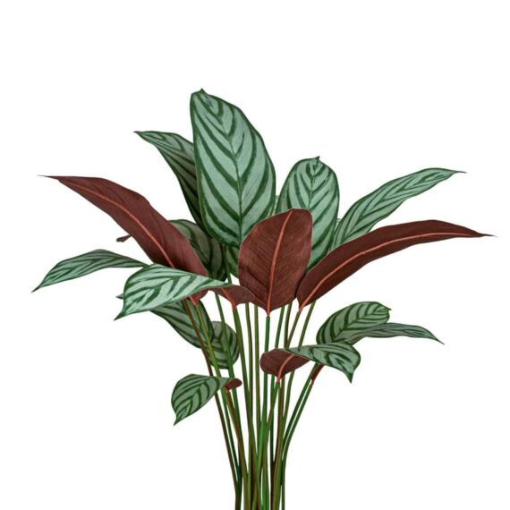 Calathea Freddie Bush 110cm