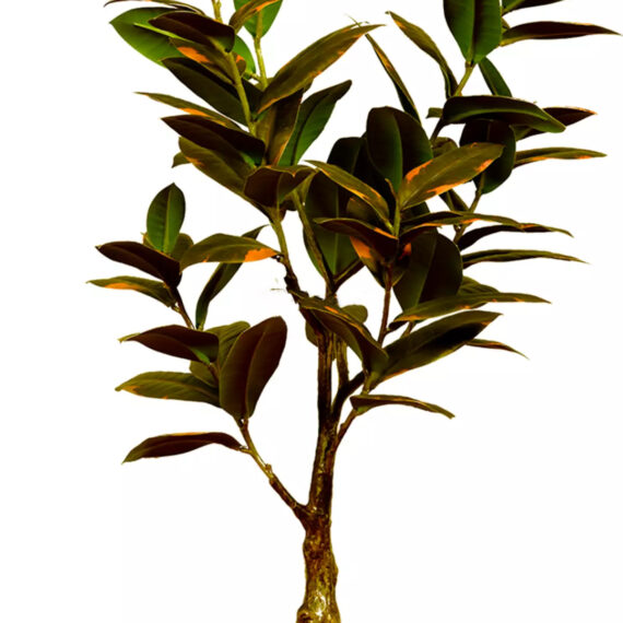 Ficus Elastica Melanie - AR50012