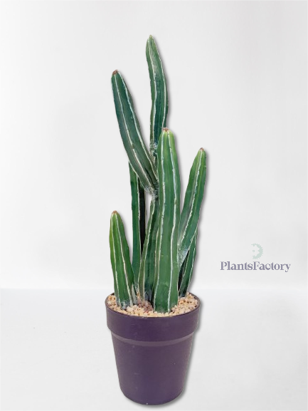 Artificial Cactus Cereus Repandus 52 cm - C100002