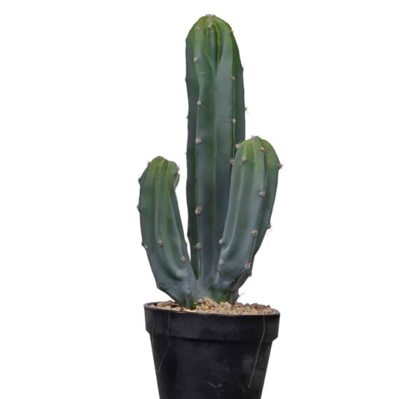 Cactus Cereus Mexican 39cm
