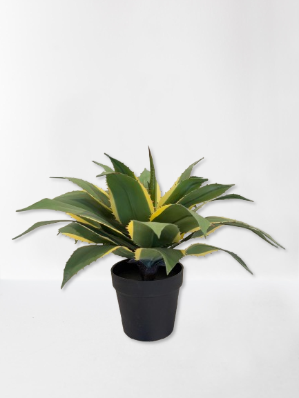 Yucca Ivory - AR50007