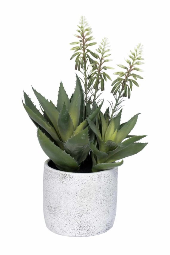 Blooming Aloe green