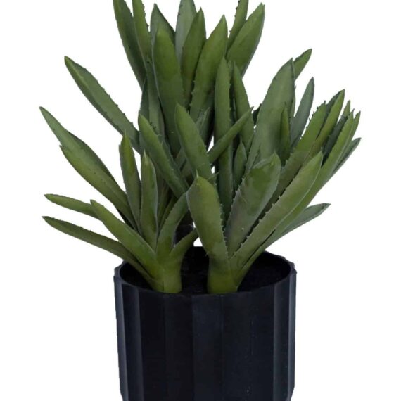 Aloe Black Gem Small
