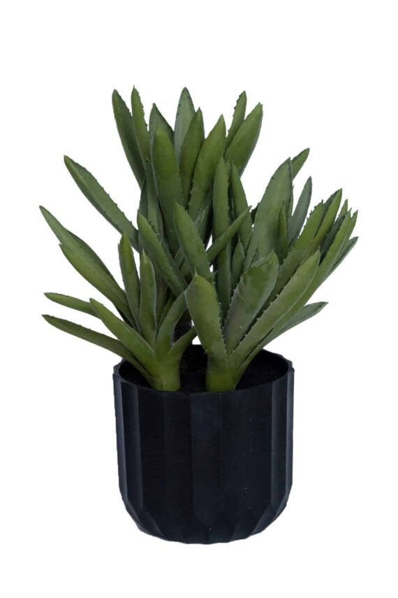 Aloe Black Gem Small