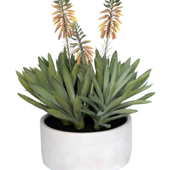 Aloe Spinous