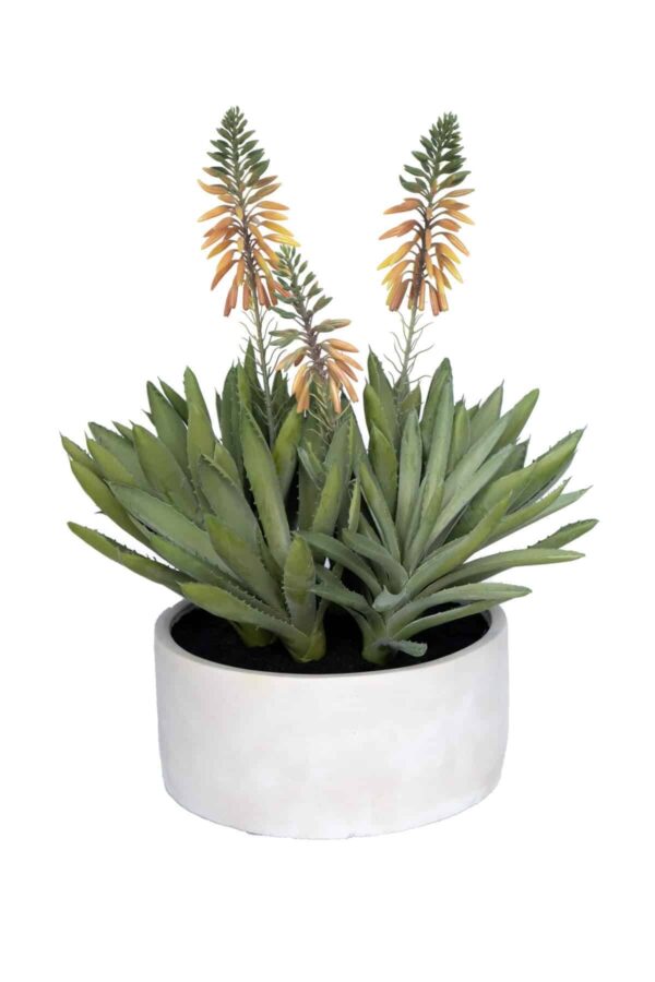 Aloe Spinous