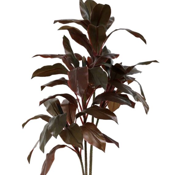 Cordilina shrub 110cm
