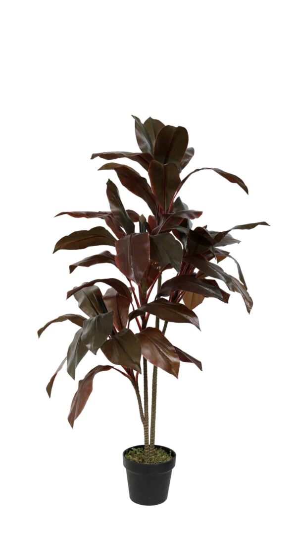 Cordilina shrub 110cm