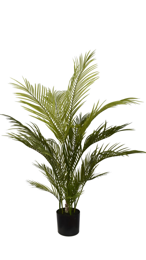Areca Palm - AR50014