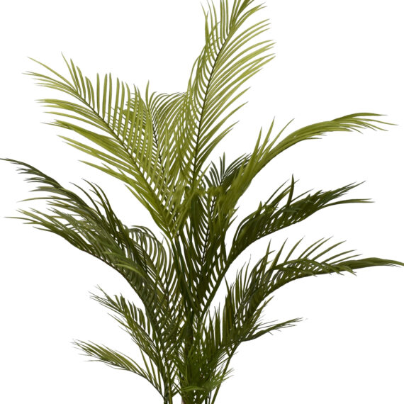 Areca Palm - AR50014