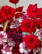 Scarlet Picnic - Image 3